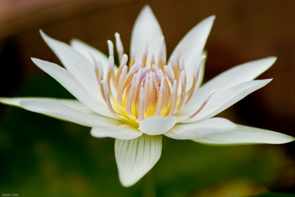 Water lily, white and pure